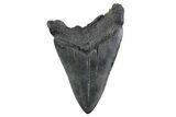 Serrated, Fossil Megalodon Tooth - South Carolina #362183-1